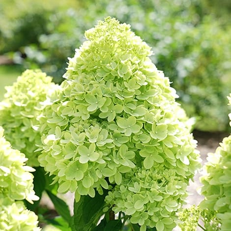Little Lime Hydrangea