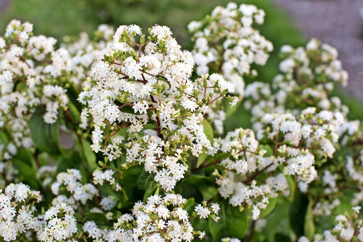 Tianshan Seven-Son Flower&nbsp;