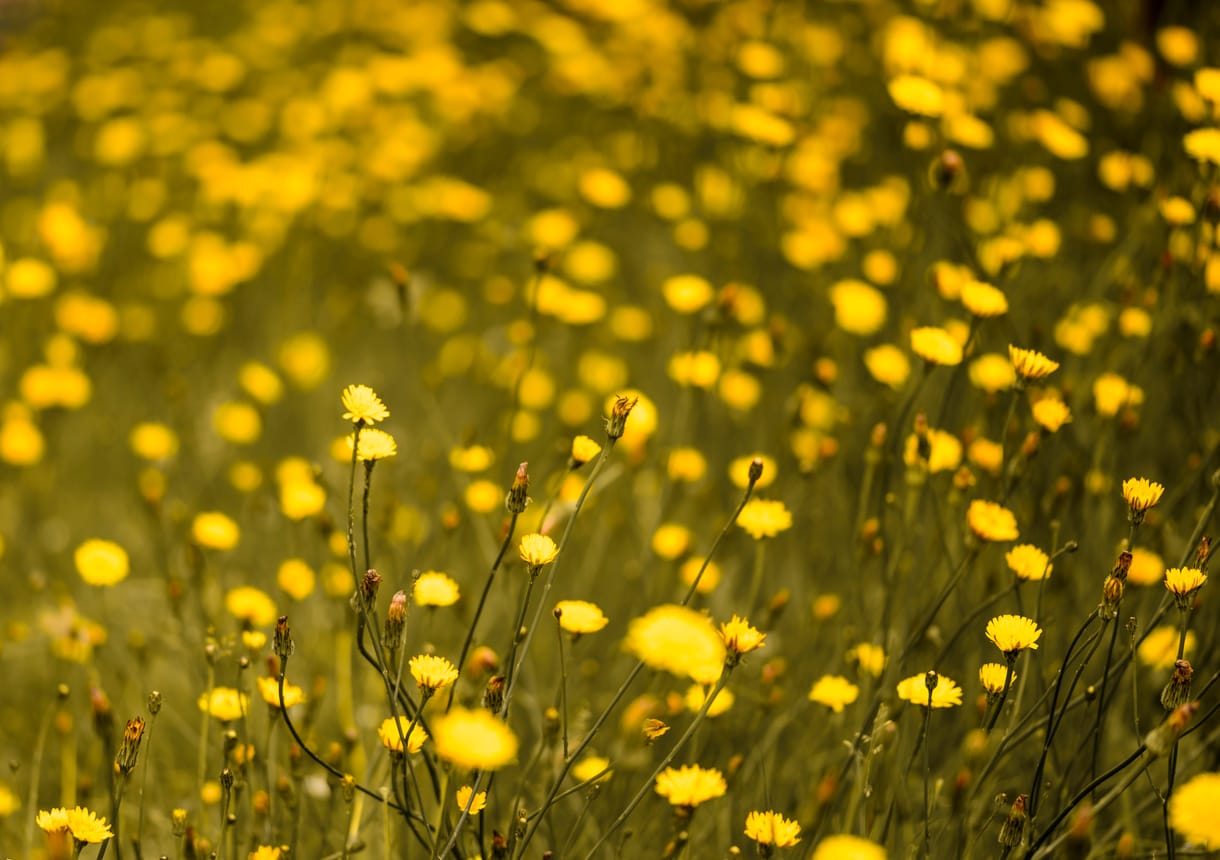 Our 7 Favorite Late Summer Flowers