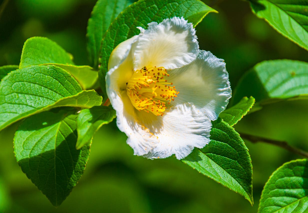 Stewartia
