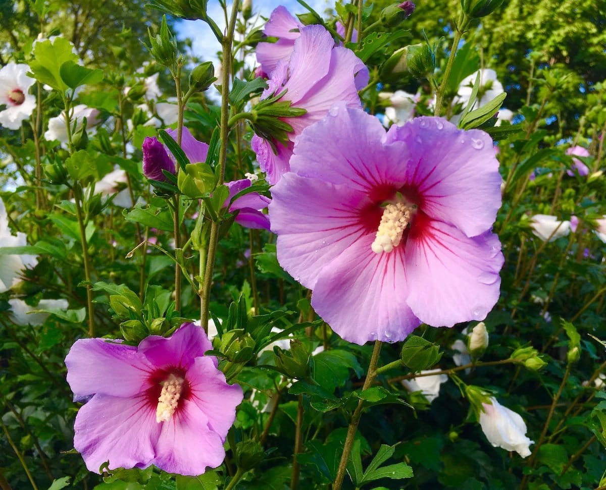 Rose of Sharon