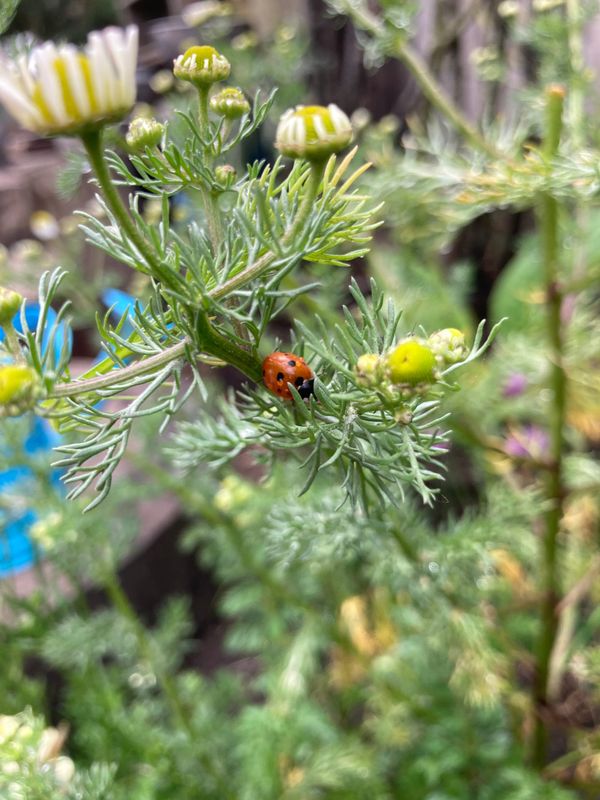 Payment Page: San Francisco- Sunset District- Garden Nook, Mondays from 9 am-12 pm.