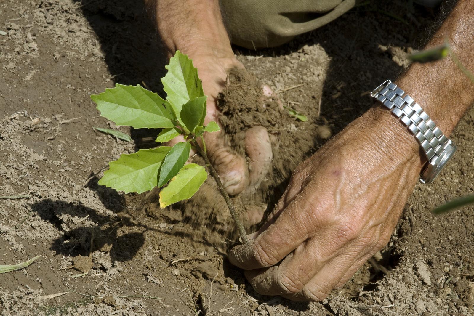 ecosia-brazil