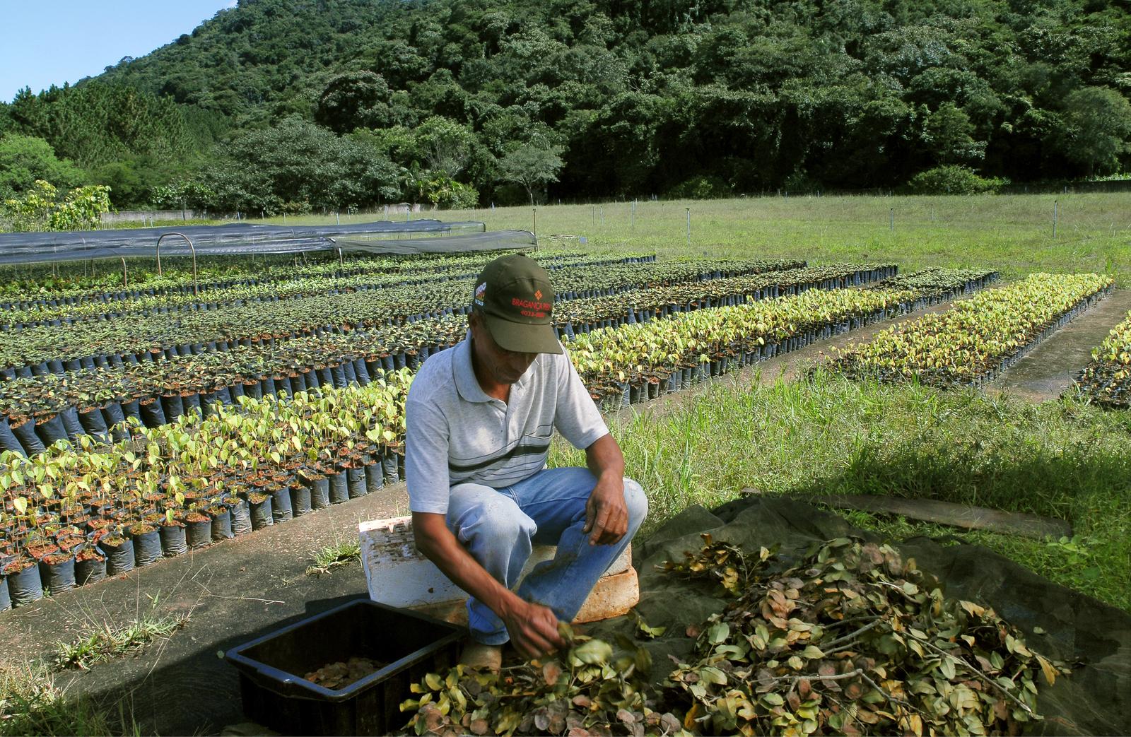 ecosia-arbres
