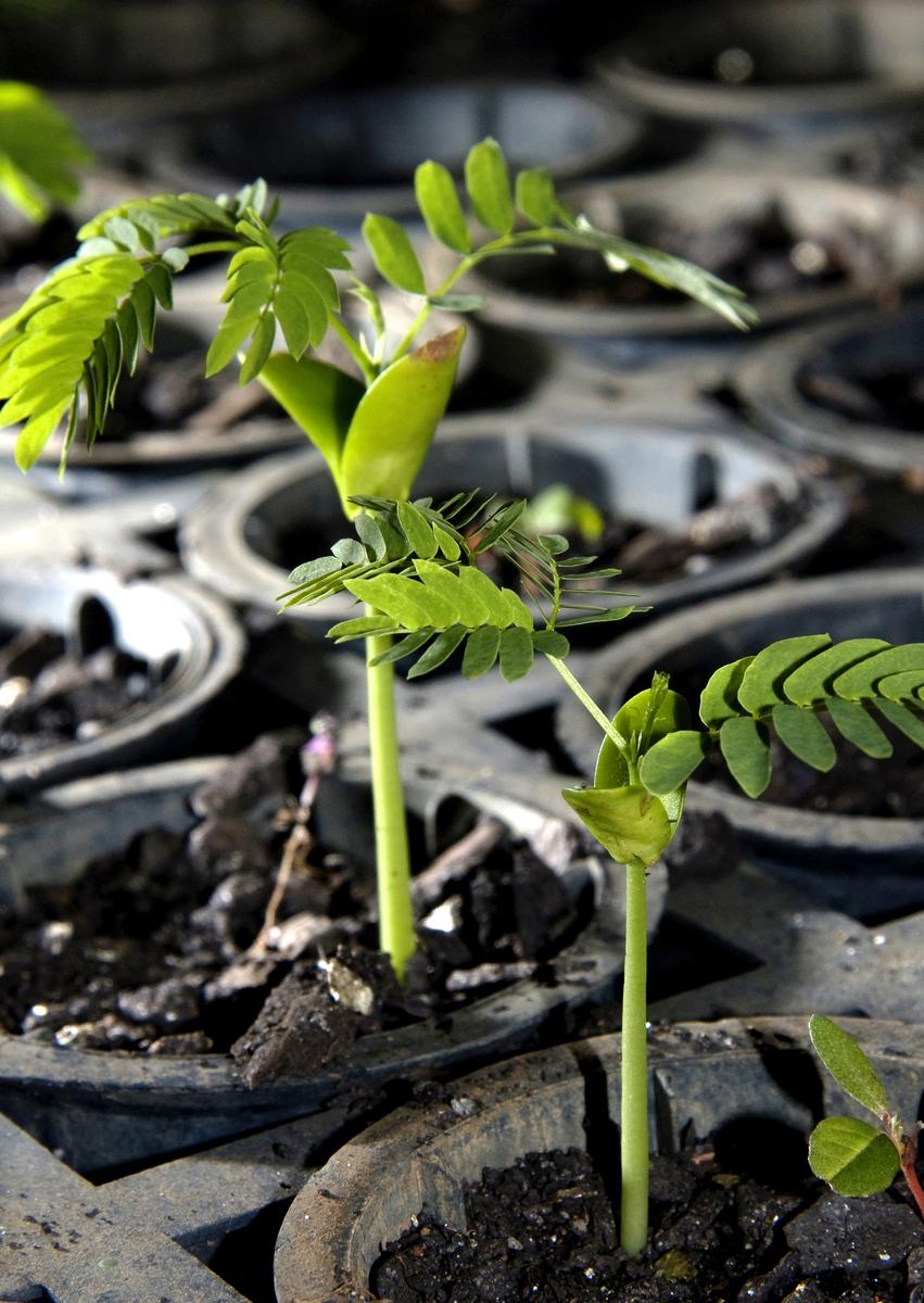 ecosia-projet-brazil