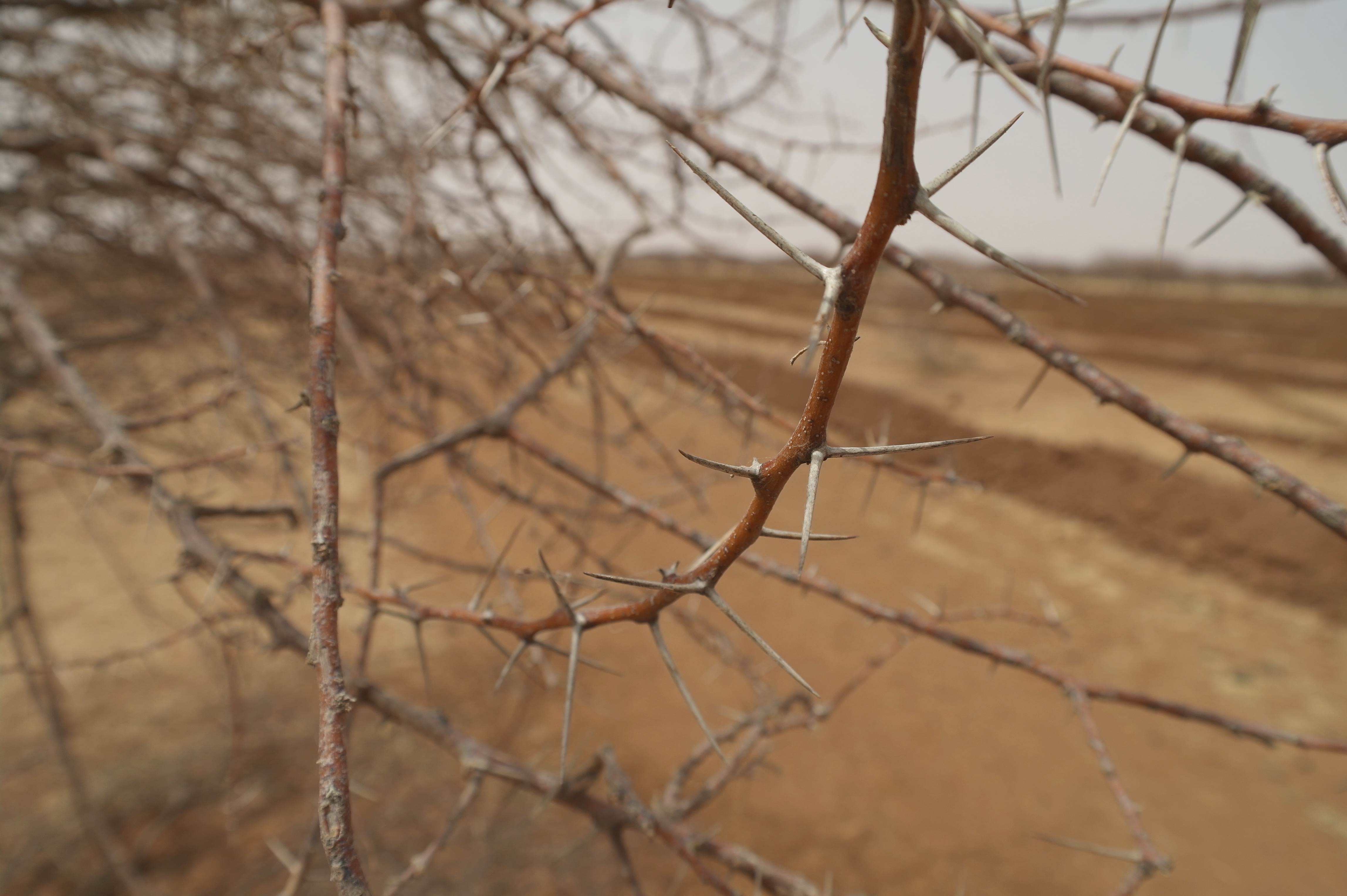 ecosia-bukrina-desert