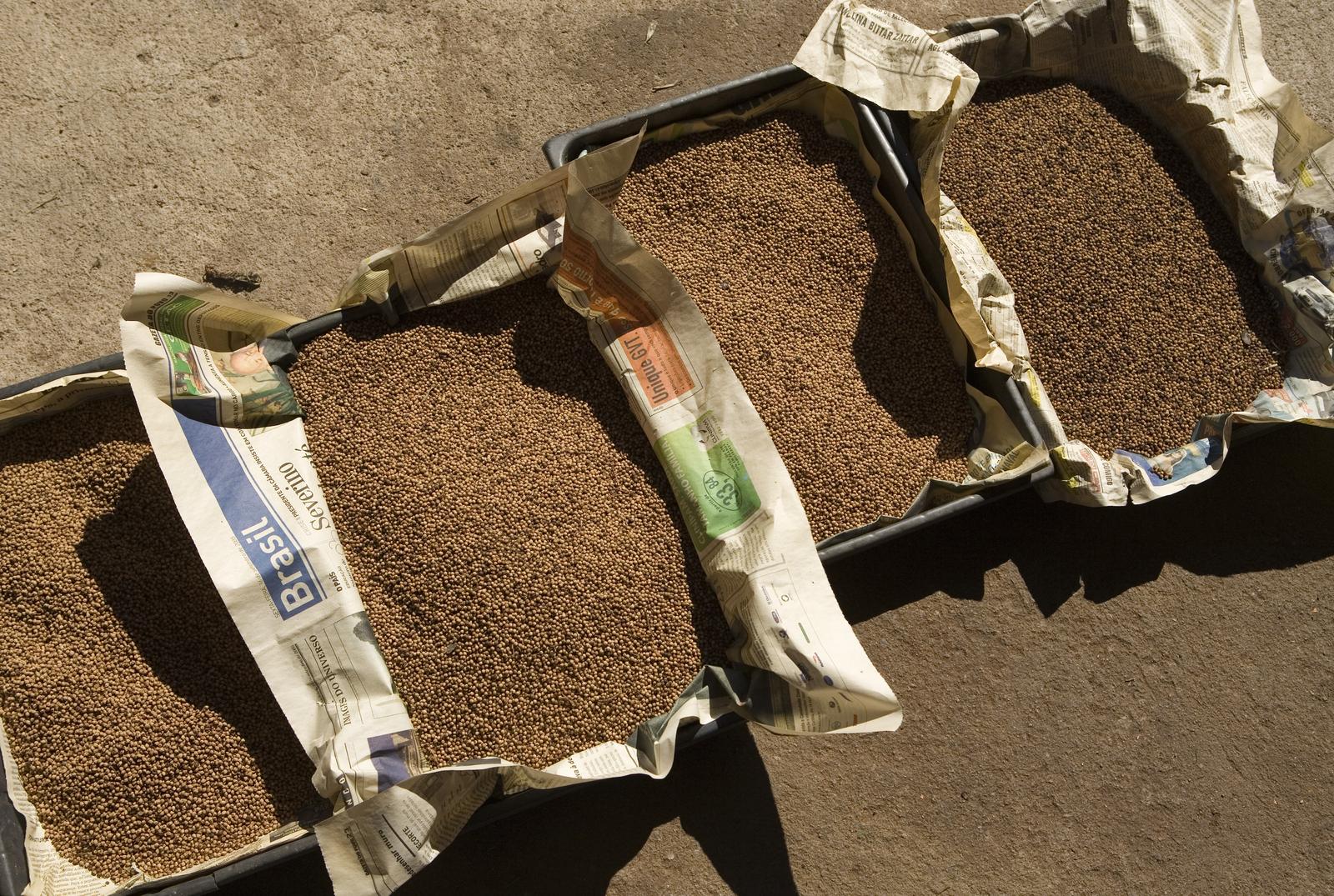 Ecosia-Seeds