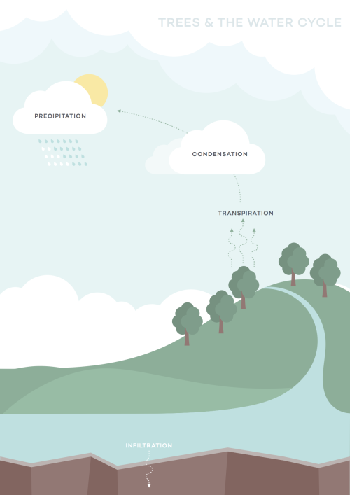 water-cycle-ecosia
