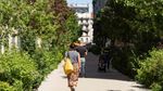 Les villes ont besoin d'arbres pour survivre à la chaleur
