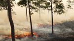 On brûle une forêt… pour stopper les incendies