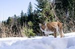 Un retour remarqué : les animaux reviennent sur les projets Ecosia