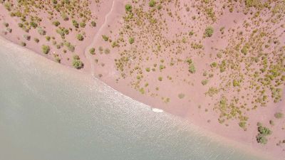 Reforestation de l'île la plus ancienne du monde