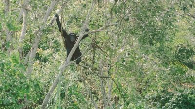 Nous avons parlé reforestation, chimpanzés et raisons d’espérer avec Jane Goodall