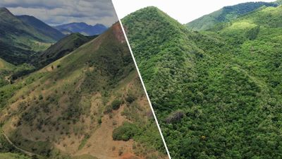 Bilan des plantations : épisode 24