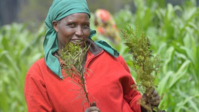 Bilan des plantations : épisode 27