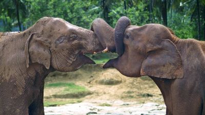 Pour la Saint-Valentin, déclarez votre amour pour la planète