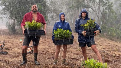 Bilan des plantations : épisode 29