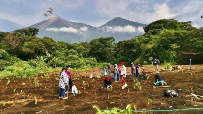 Bilan des plantations : épisode 31