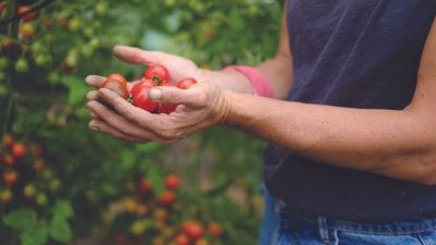 Qu'est-ce que l'agriculture régénératrice et peut-elle être appliquée à grande échelle ?