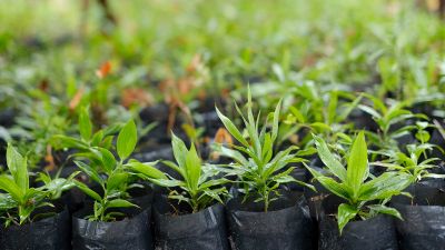 Plantez des arbres en jouant pendant les Journées Communauté de Niantic
