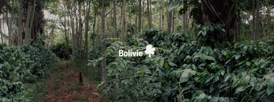 Vos arbres en Bolivie