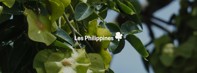 Vos arbres sur les Phillipines