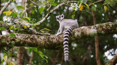 36e bilan des plantations