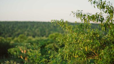 Des raisons d'avoir de l'espoir pour le climat en 2025