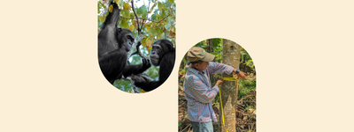 Le bon arbre au bon endroit : The Global Biodiversity Standard