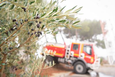 Nous plantons des arbres résistants au feu dans les Bouches-du-Rhône