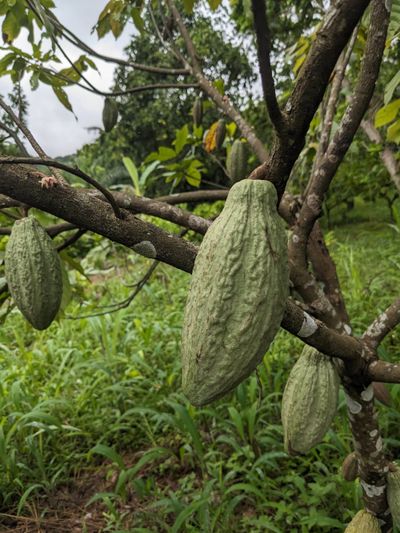 Vers du chocolat plus durable : nos arbres au Togo