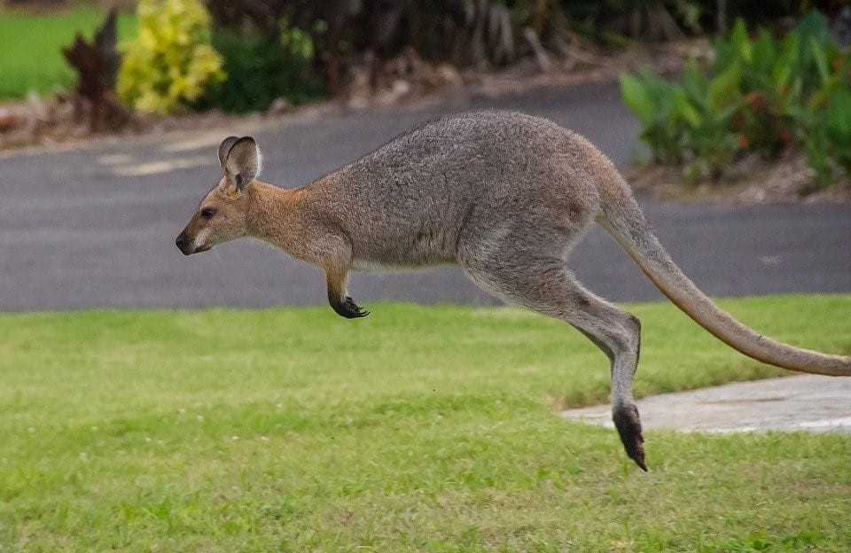 Townsville wallaby attacks alarm UnitingCare’s Carlyle Gardens village residents