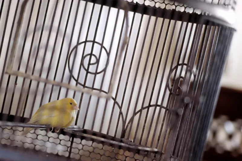 Is this the canary in the coalmine for home care?