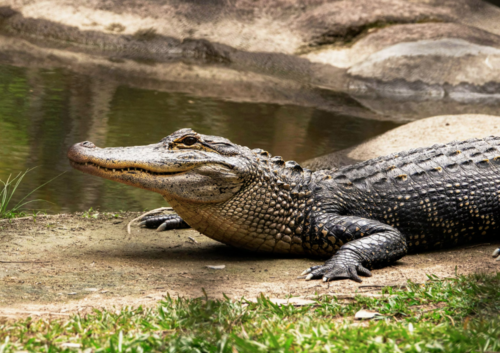 The unexpected: crocodile appears under wheelchair ramp in NT aged care home post image