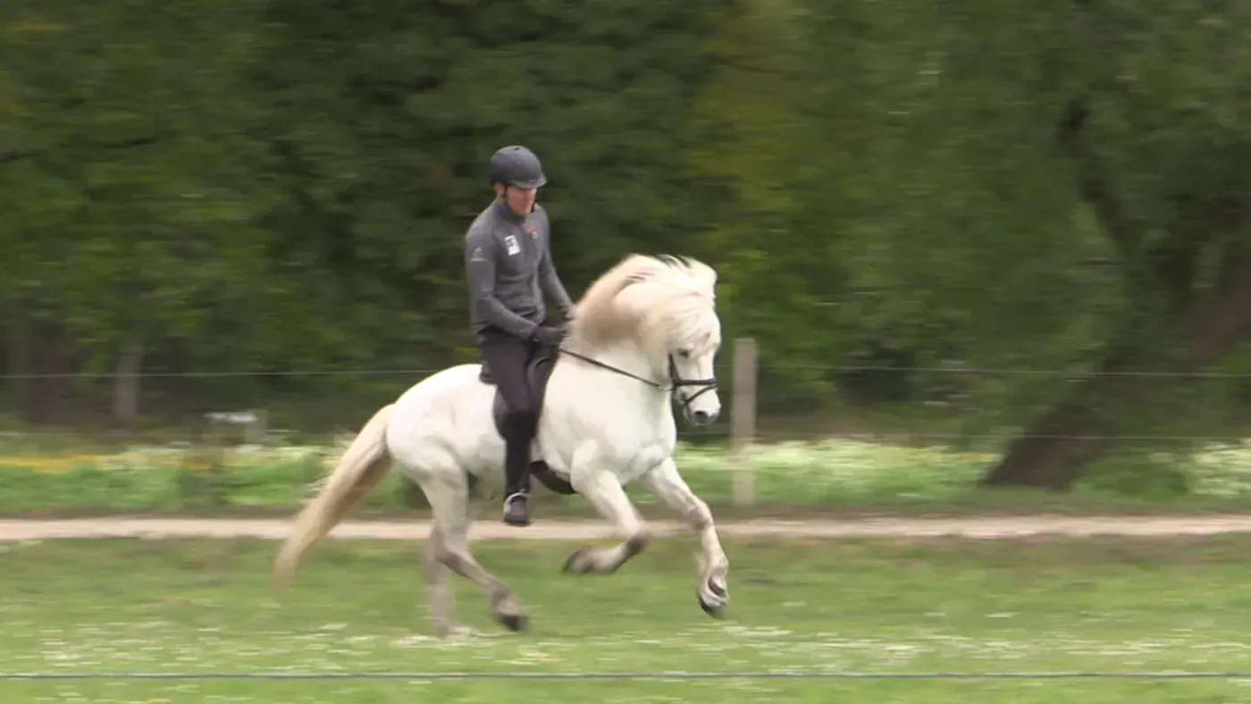 A grey Icelandic horse cantering in balance on a loose rein, with a relaxed rider.