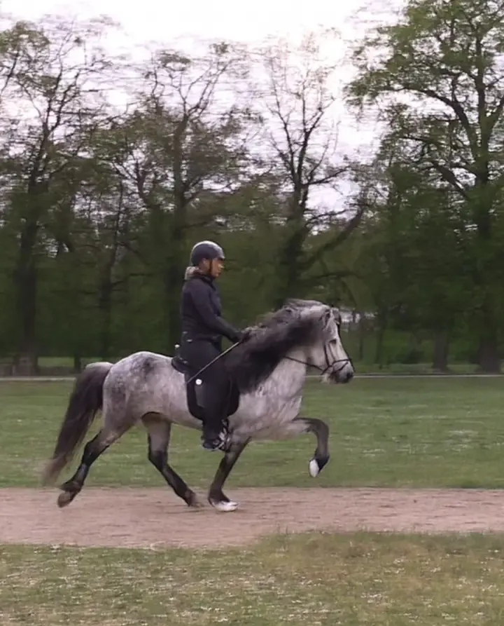 A grey Icelandic horse in tölt, ridden on a light contact.