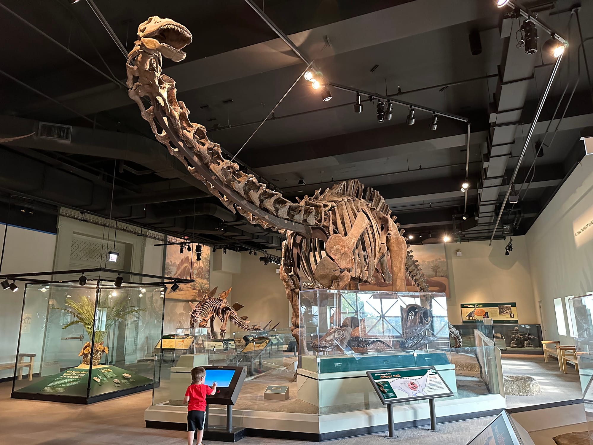 Field museum dinosaur artifacts, Chicago with kids