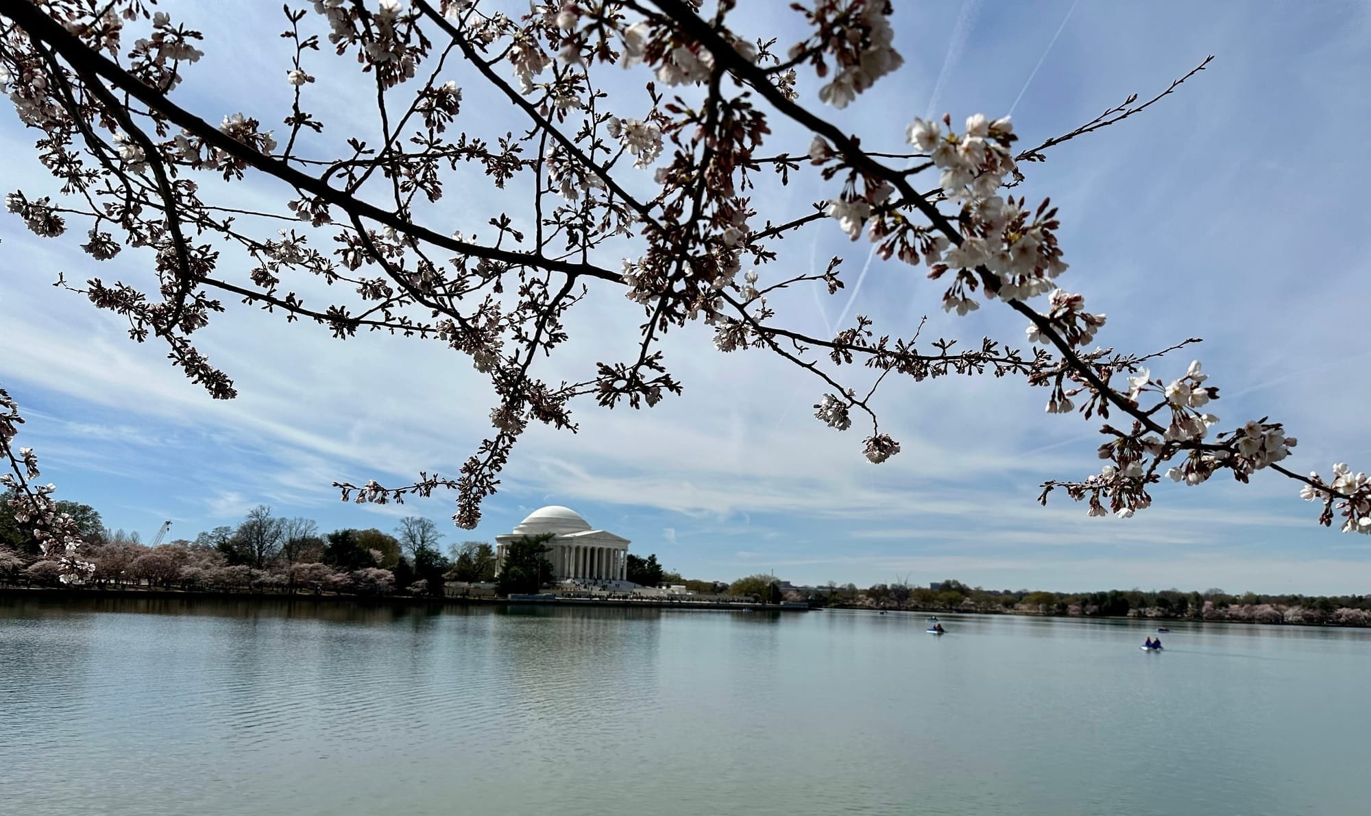 The Jefferson Memorial at Tidal Basin in Washington DC with cherry blossoms blooming.