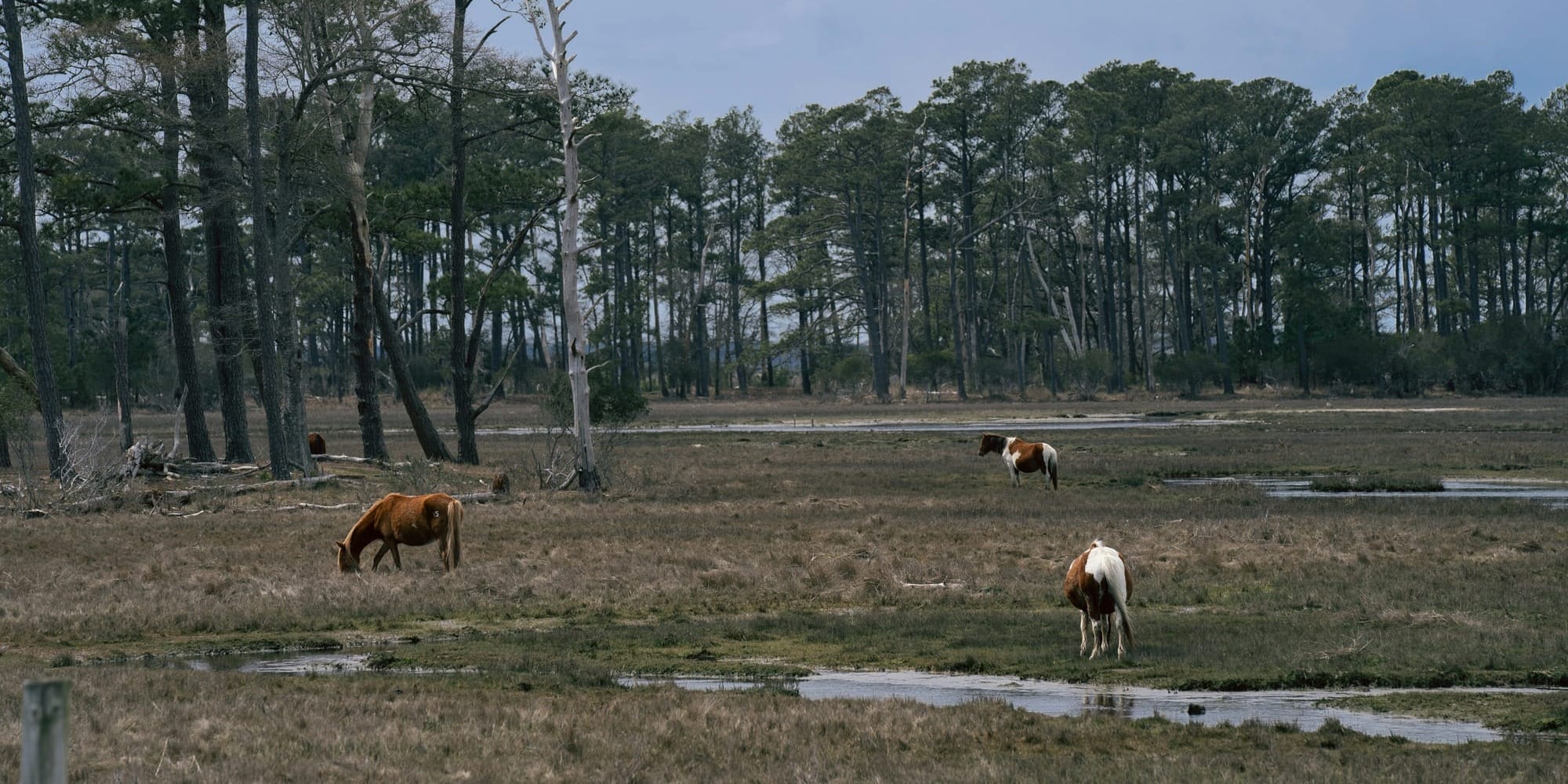 Wild ponies graze in a marshy Assateague meadow with a line of bare trees behind them.