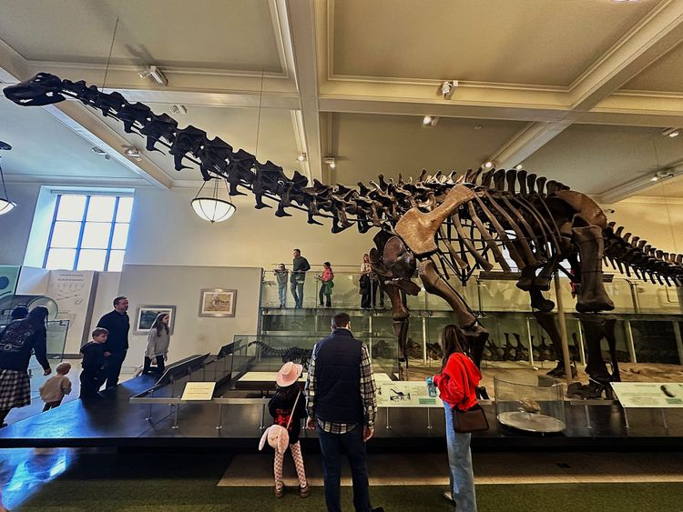 A young girl in a pink hat looking up at a towering dinosaur skeleton at the American Museum of Natural History