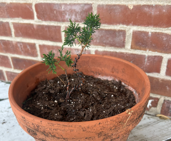Trimming the Tree