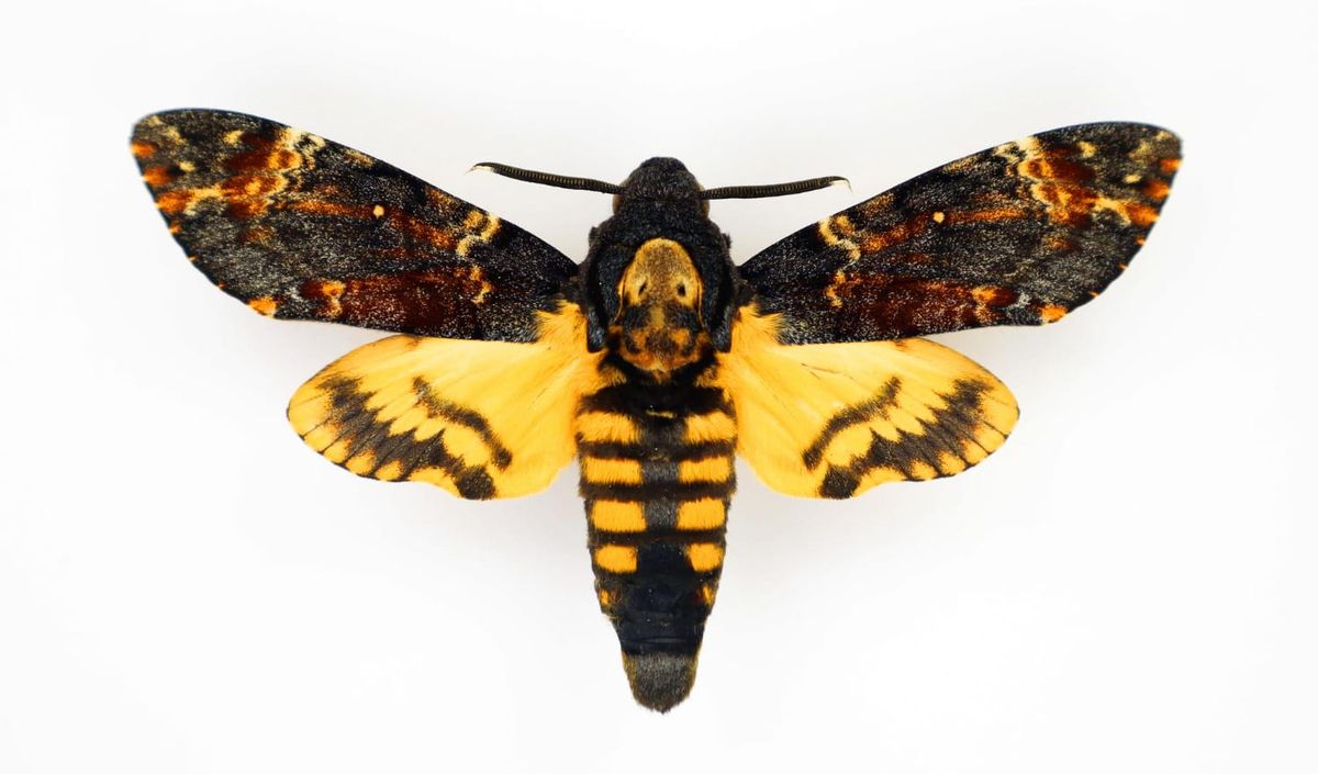 atropos, my closest friend