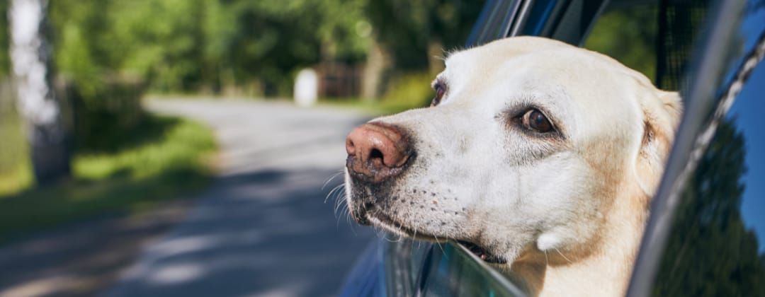 Pondering the Future