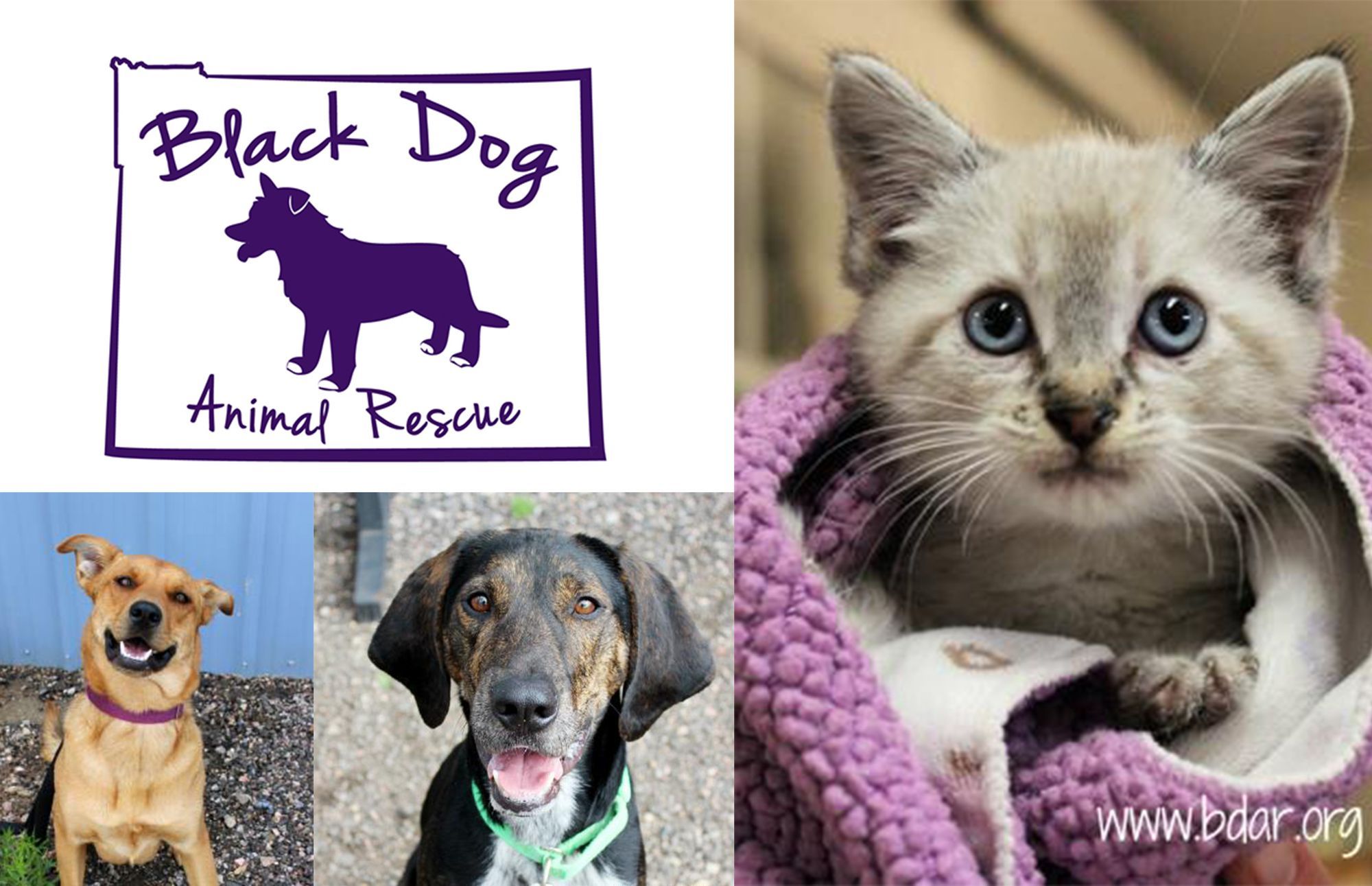 Don't Miss the 2019 Bark and Wine