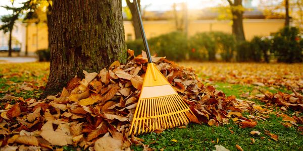 5 Lawn and Landscaping Care Tips for Fall