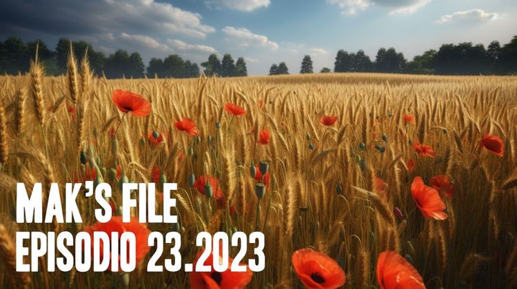 Polish wheat field with poppies, poplar trees in the background