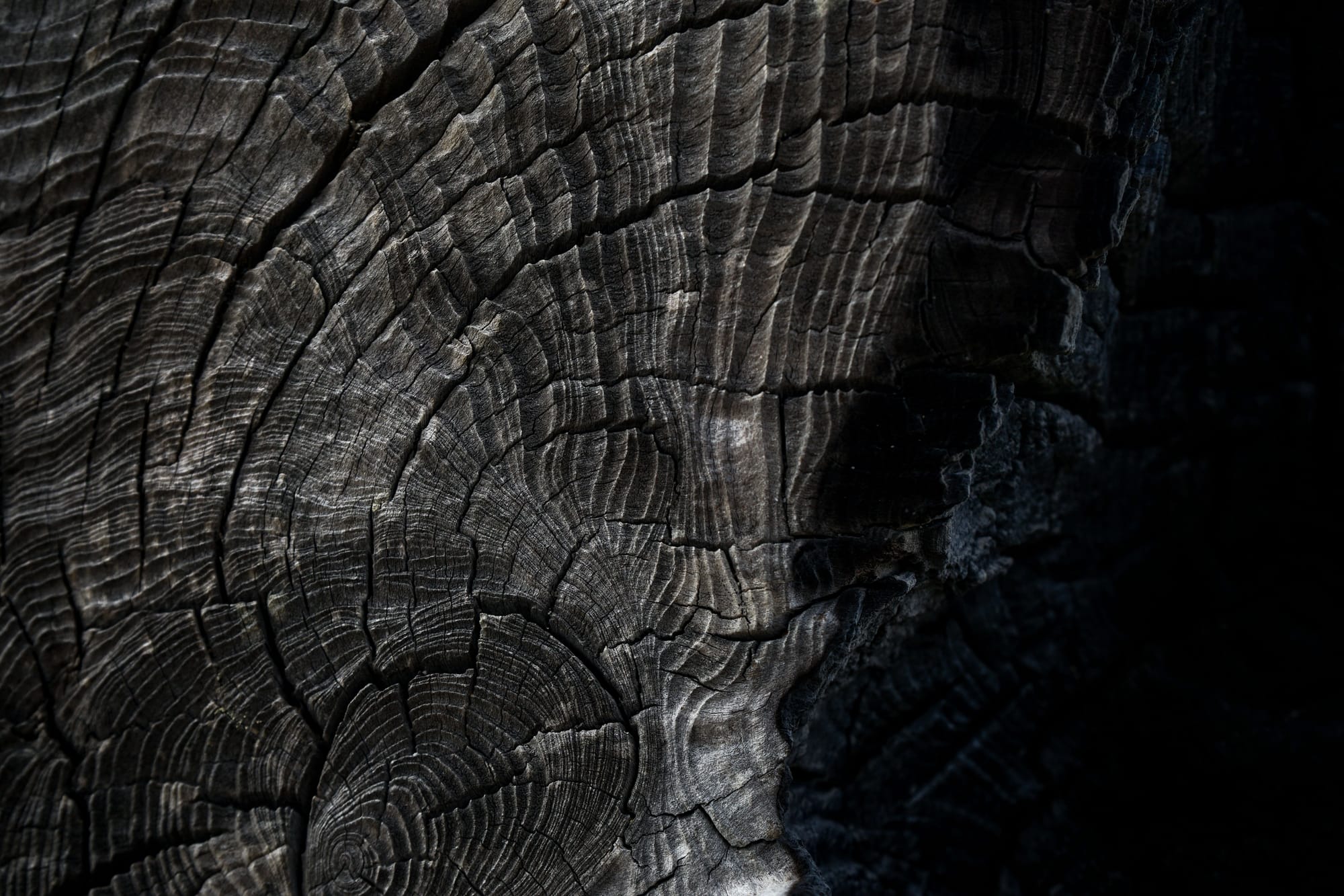 Close-up of the dark, irregular growth rings and cracked surface of a tree trunk.