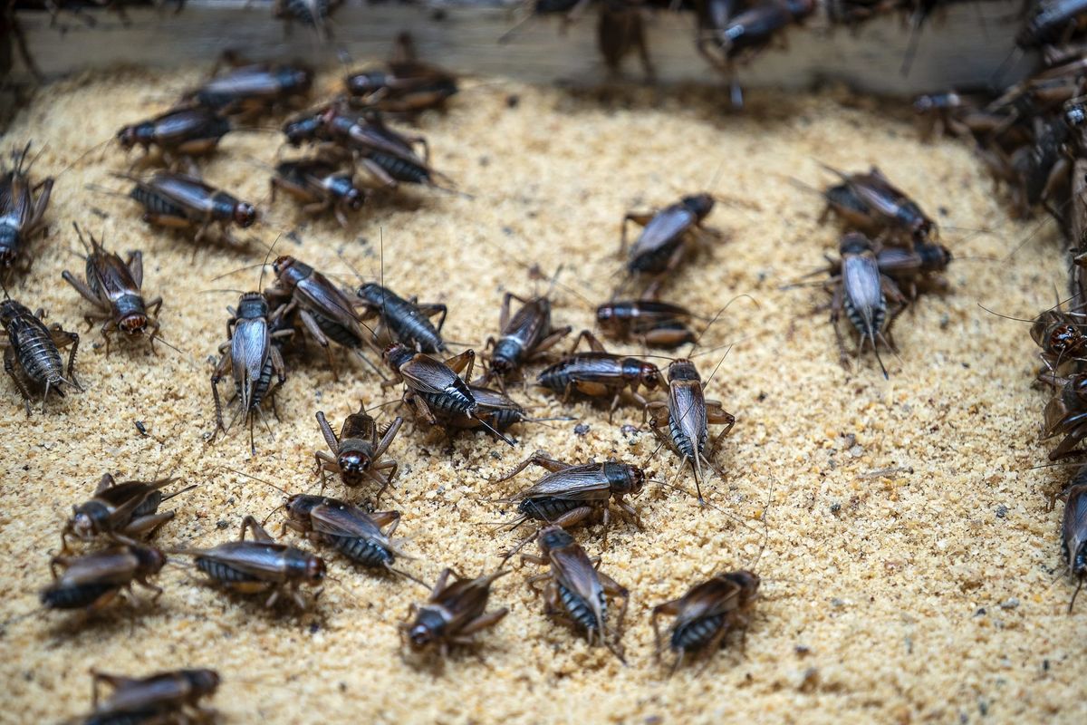 The Annual ‘Biblical Plague’ of Crickets Has Arrived at the Texas Capitol