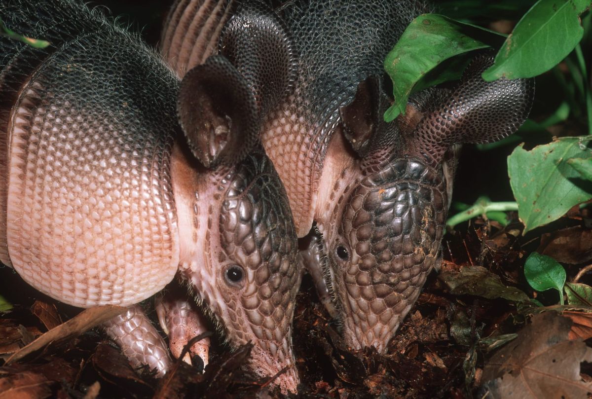 The Absolute Grossest Critters in Texas