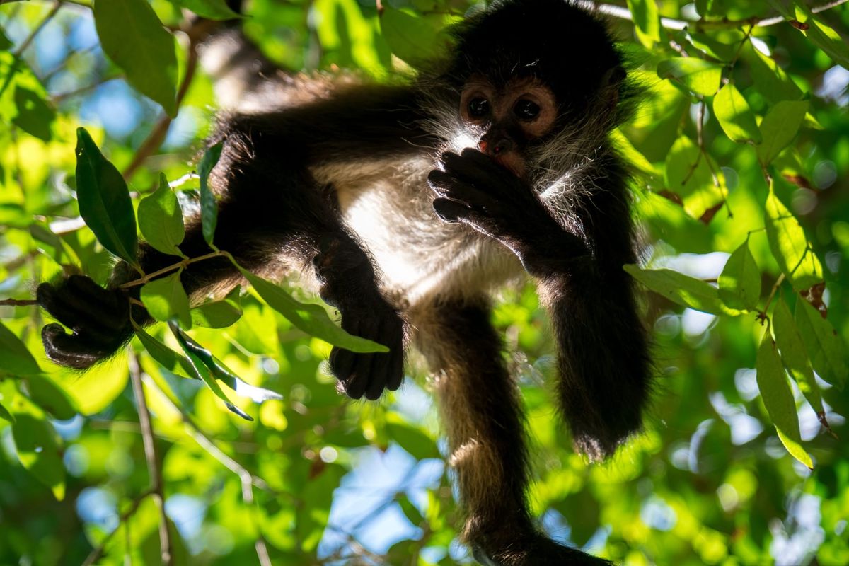 Spider Monkeys Rescued at El Paso Border